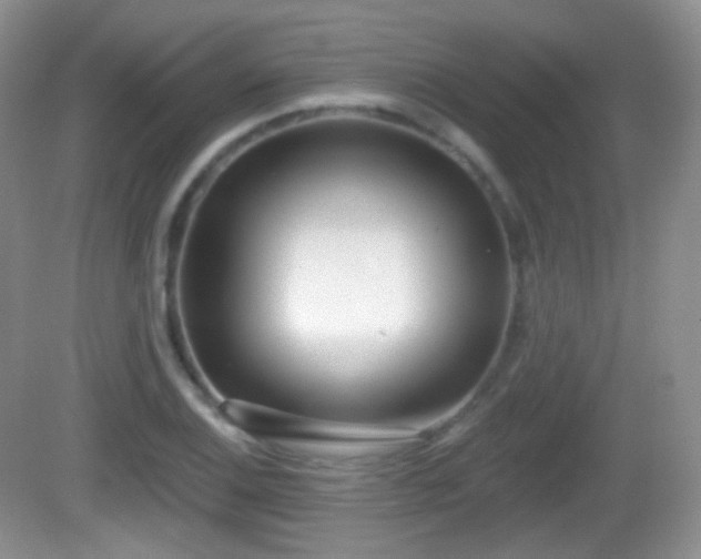 X0000082681124200702021219