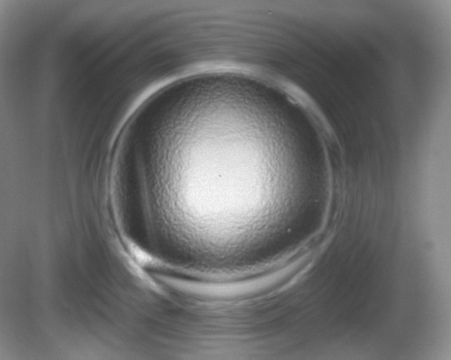 X0000082681244200702021218