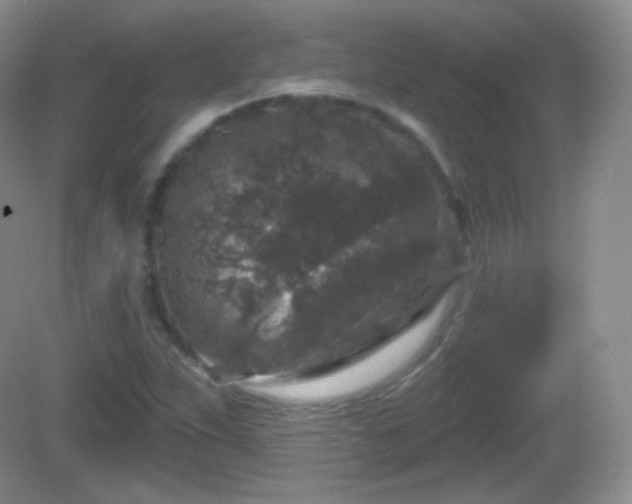 X0000082681263200702021217