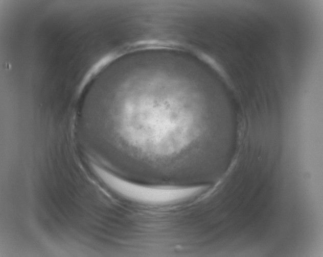 X0000082681357200702021216