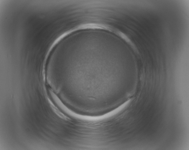 X0000082681372200702021215