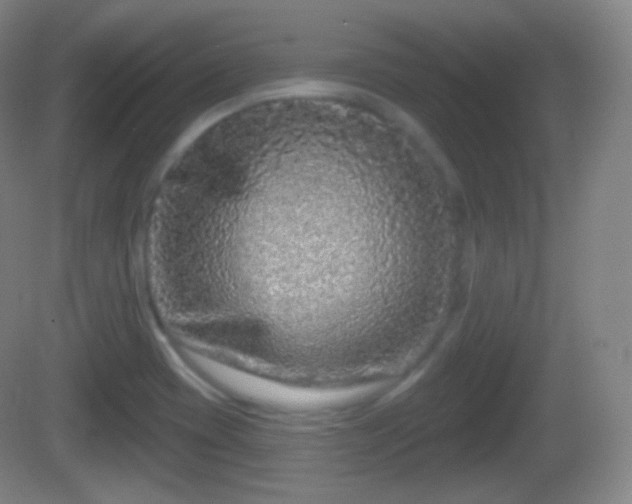 X0000082681417200702021215