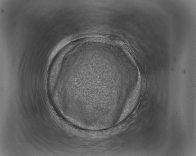 X0000082680006200702091644