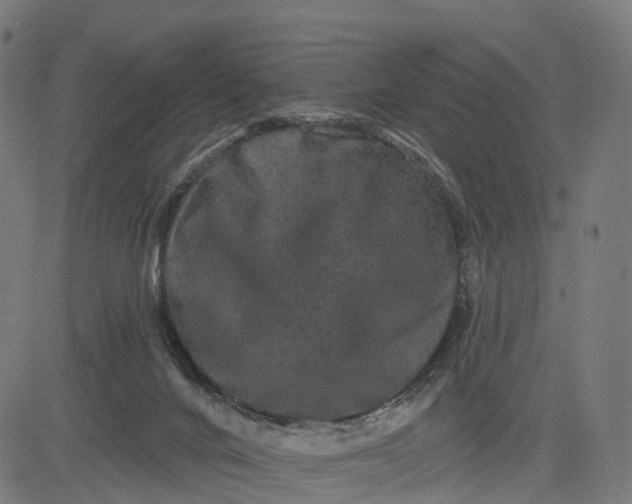 X0000082680024200702091643