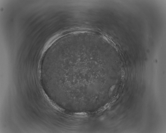 X0000082680053200702091642