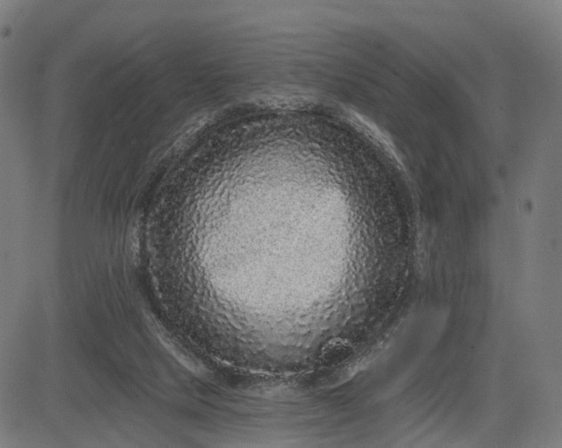 X0000082680065200702091642