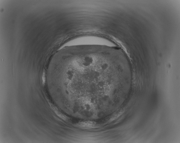 X0000082680069200702091643