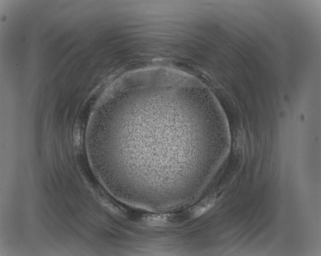 X0000082680084200702091643