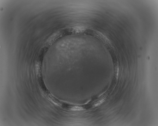 X0000082680222200702091640