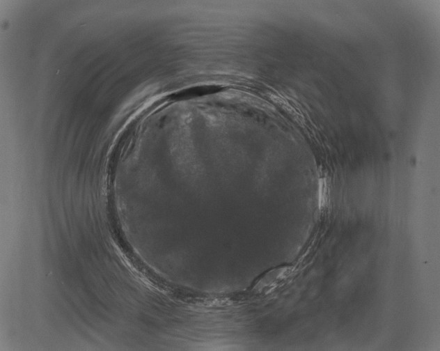 X0000082680243200702091639