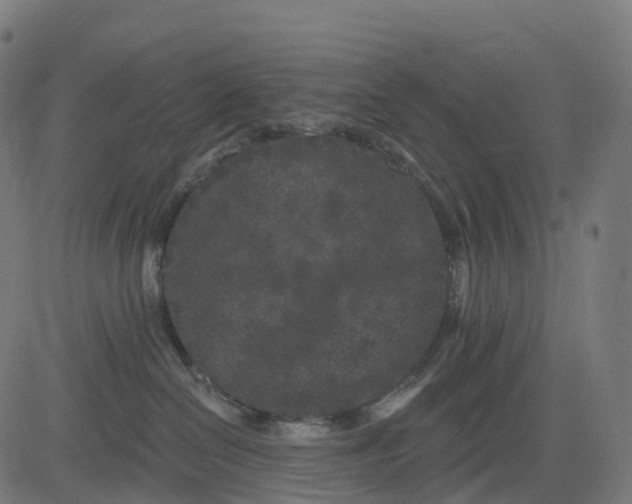 X0000082680286200702091640