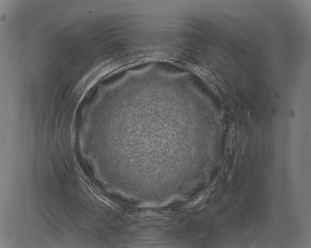 X0000082680290200702091639