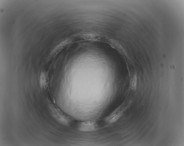 X0000082680335200702091638