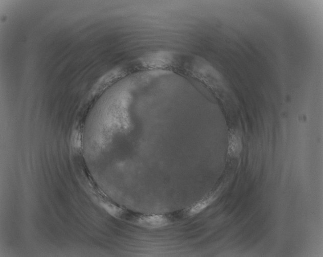 X0000082680431200702091637