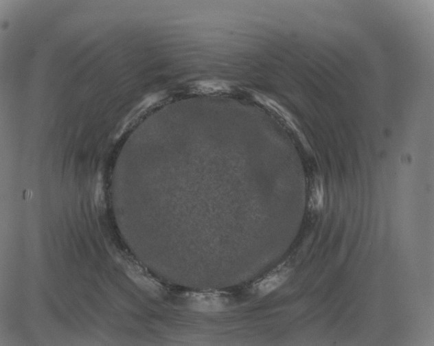 X0000082680524200702091635