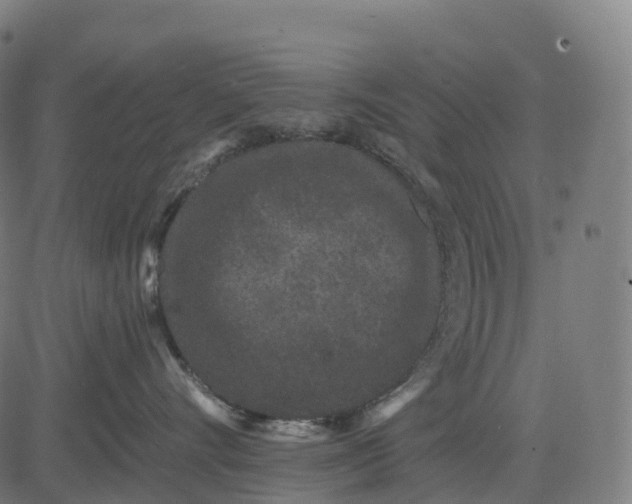 X0000082680528200702091635