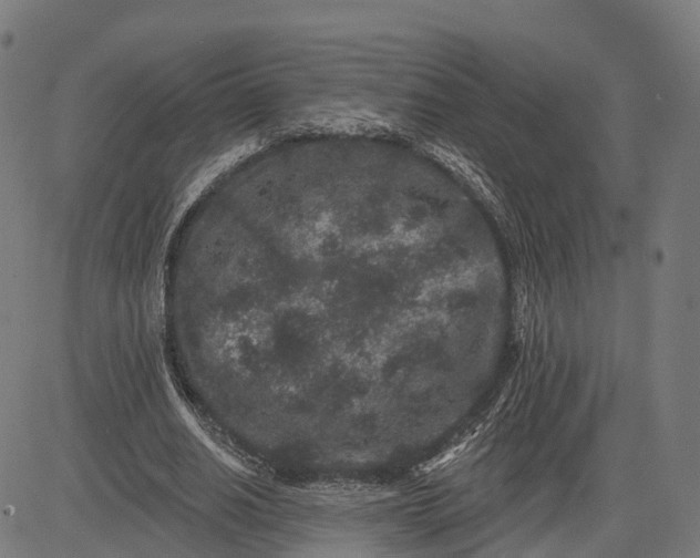 X0000082680630200702091633