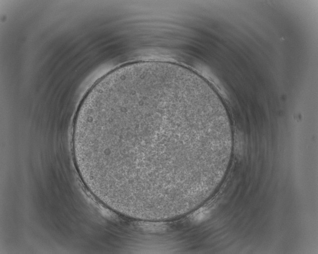 X0000082680856200702091630