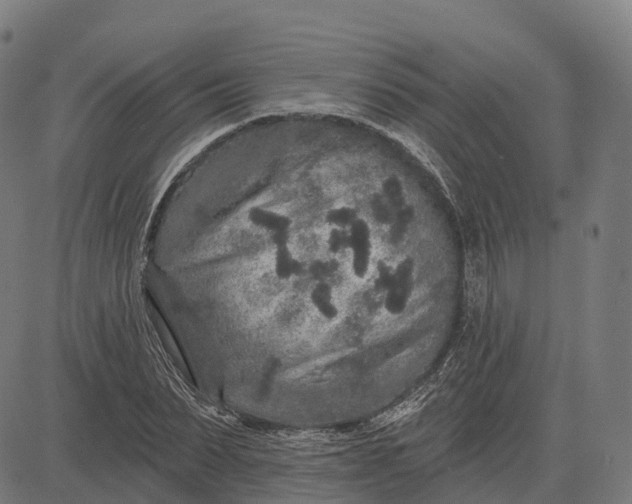 X0000082680879200702091629