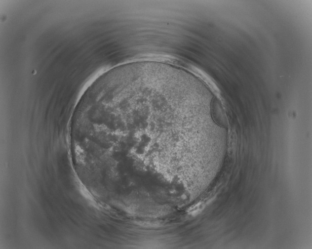 X0000082680907200702091629