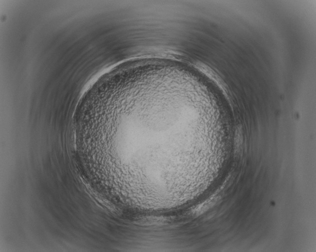 X0000082680925200702091628