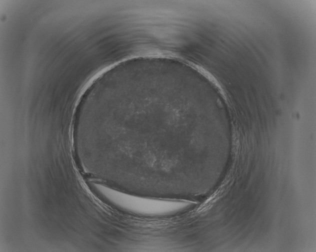 X0000082680935200702091629