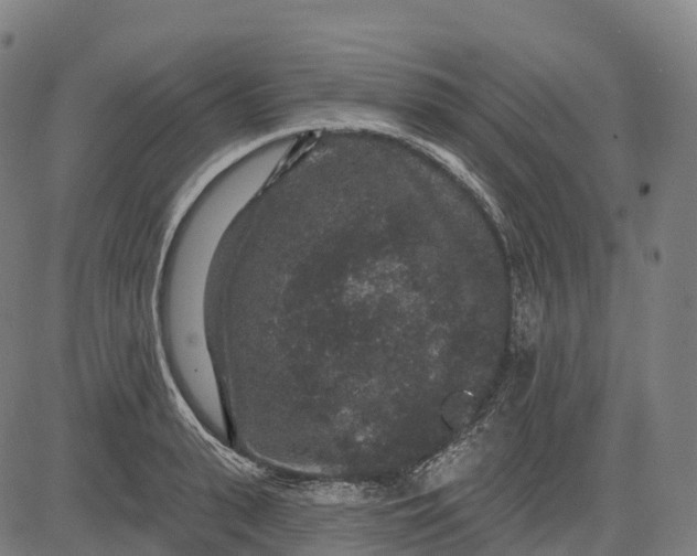 X0000082680943200702091629