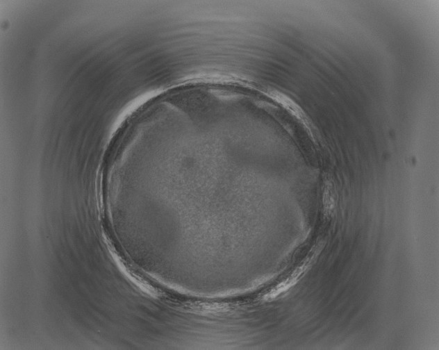 X0000082681030200702091627