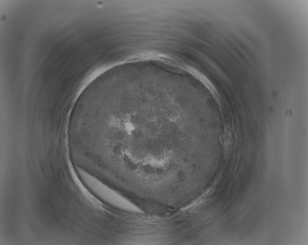 X0000082681055200702091627