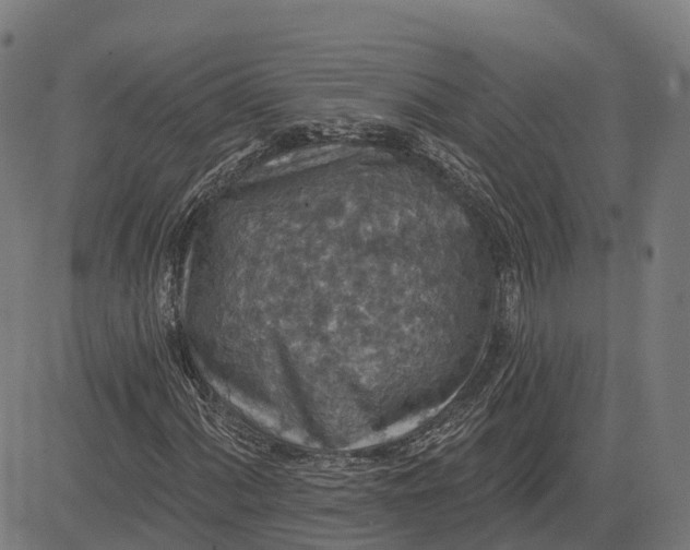 X0000082681060200702091627