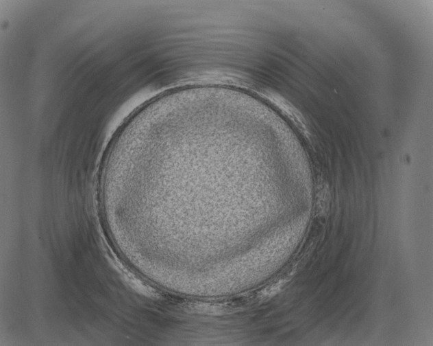 X0000082681086200702091626