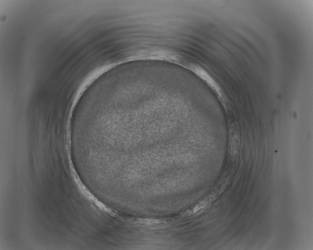 X0000082681088200702091626