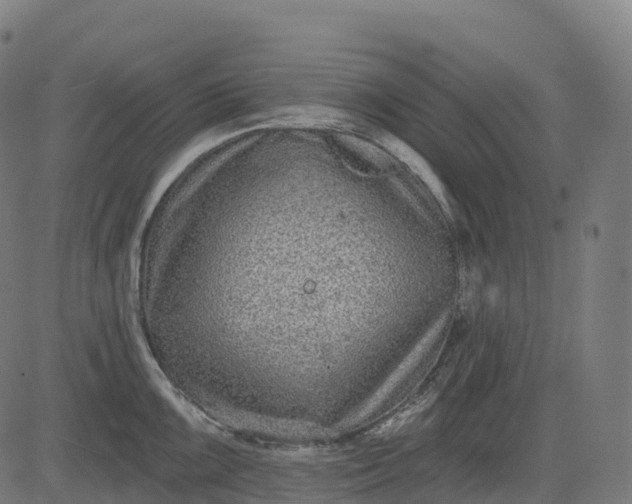 X0000082681099200702091626