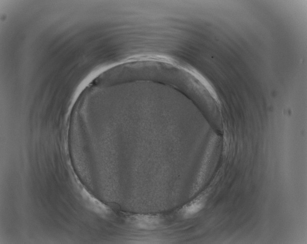 X0000082681102200702091626