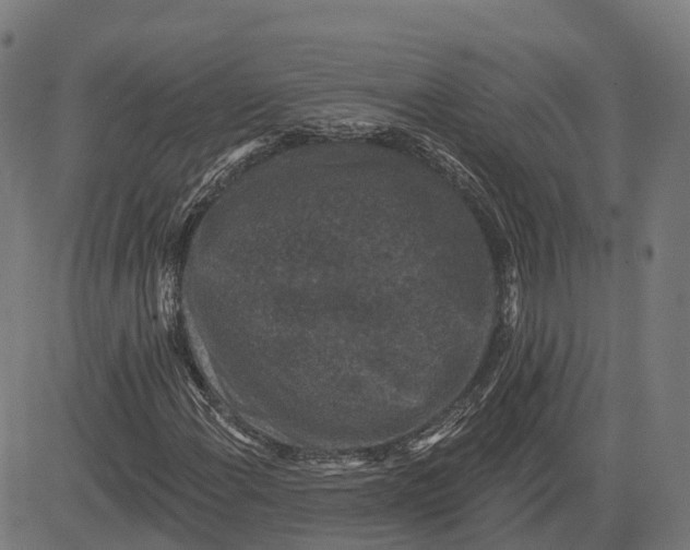 X0000082681108200702091625