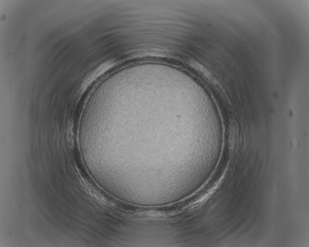 X0000082681113200702091625