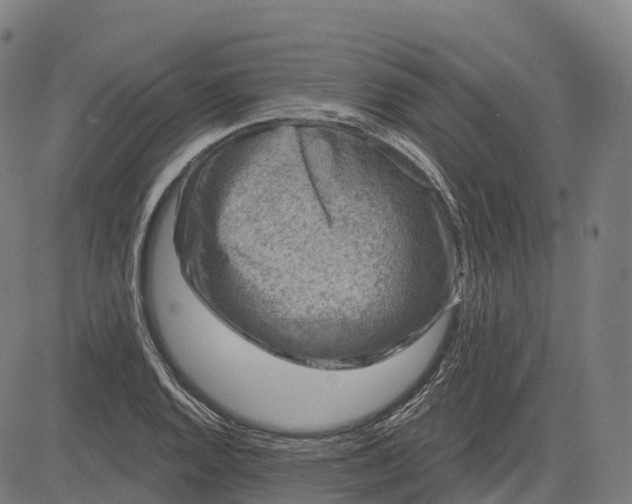 X0000082681128200702091625