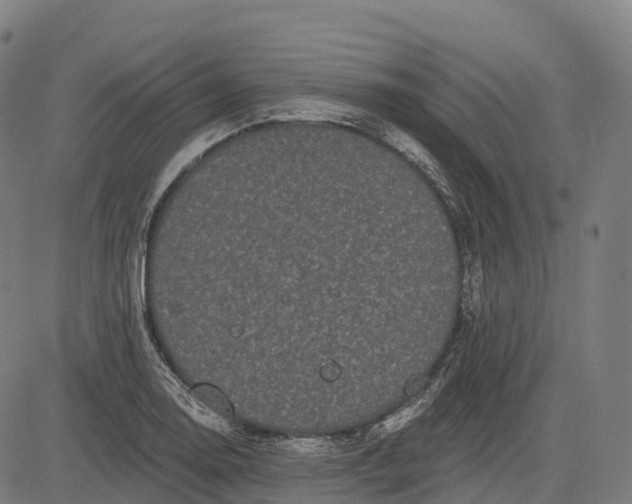 X0000082681130200702091625