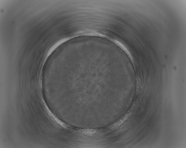 X0000082681141200702091626