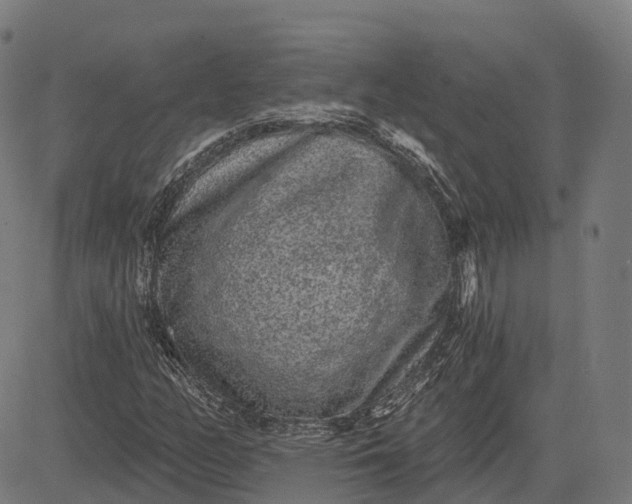 X0000082681158200702091625