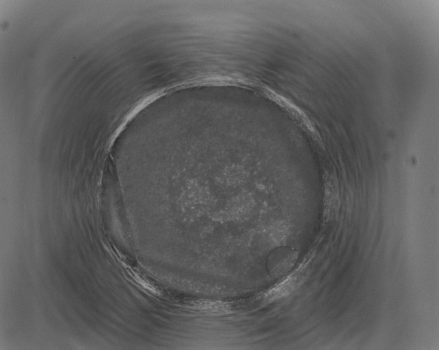 X0000082681170200702091625