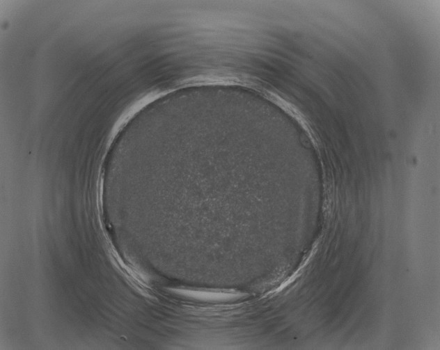 X0000082681179200702091625