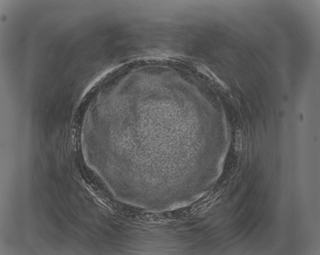 X0000082681208200702091624