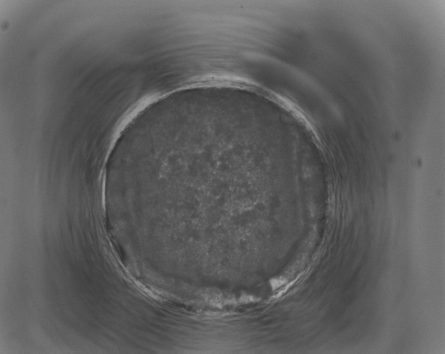 X0000082681275200702091623