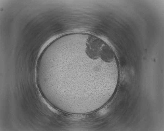 X0000082681294200702091623