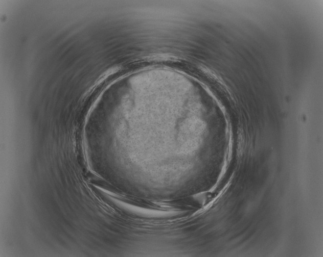 X0000082681305200702091622