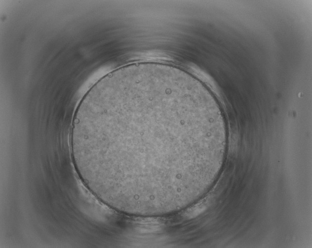 X0000082681338200702091623