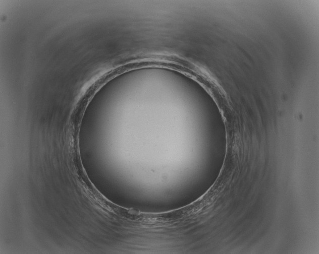 X0000082681360200702091622