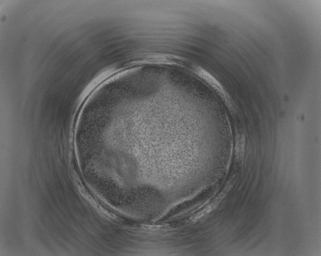 X0000082681378200702091621