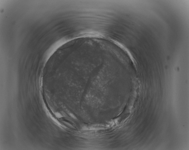 X0000082681383200702091621